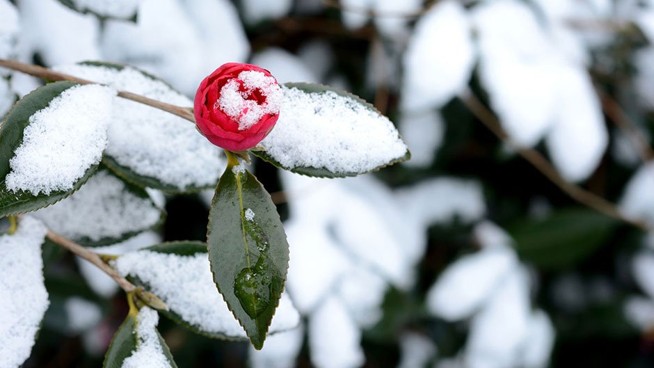 2月<如月:きさらぎ> 2月<如月:きさらぎ>