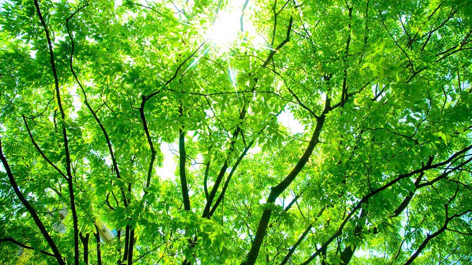 5月<皐月:さつき> 5月<皐月:さつき>