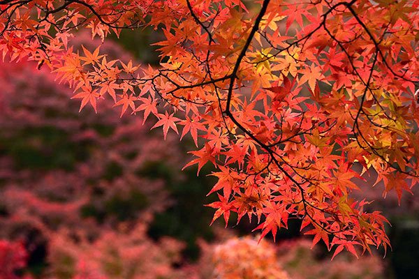 時候の挨拶・季節の挨拶11月＜霜月：しもつき＞上旬・中旬・下旬別の