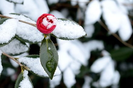 トップ_時候の挨拶（季節の挨拶）2月＜如月：きさらぎ＞