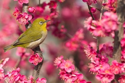 トップ_時候の挨拶（季節の挨拶）3月＜弥生：やよい＞