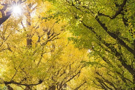 トップ_時候の挨拶（季節の挨拶）10月＜神無月：かんなづき＞