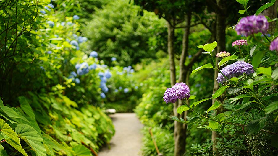 雨に紫陽花の花が鮮やかに映える季節となりました。