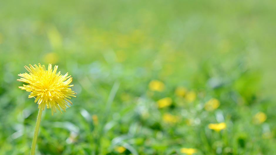 日差しが春のおとずれを告げる頃となりました。