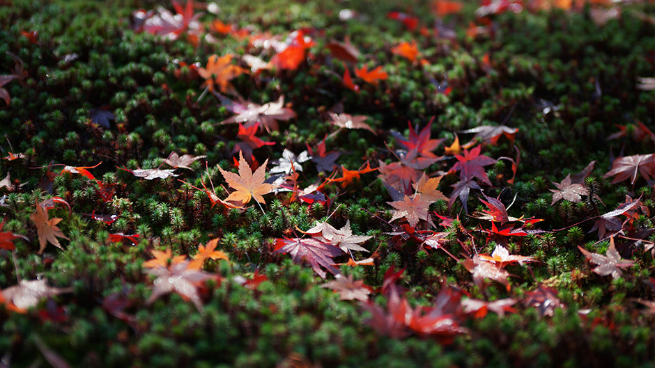 秋も深まり朝夕はめっきり冷え込む様になりました。